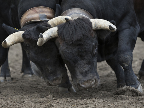 Une centaine de vaches dans l'arène d'Aproz (VS)