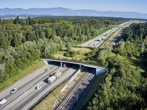 Plus de 20'000 accidents avec du gibier sur la route et le rail