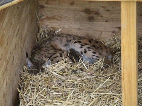 Des bébés lynx viennent de voir le jour à la Garenne (VD)