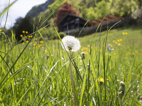 Les pollens de graminées seront concentrées ces prochains jours