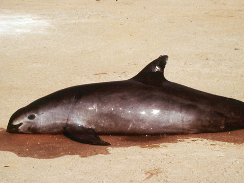 Le marsouin du Pacifique pourrait disparaître en 2018 (WWF)