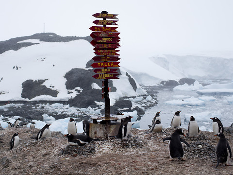 Réchauffement: la végétation pousse plus vite en Antarctique