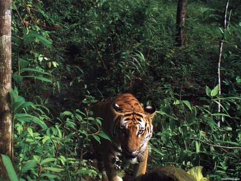 Le Népal brûle des dizaines de peaux de tigres et de rhinocéros