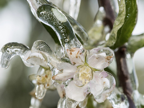 Le gel fait perdre 100 millions aux producteurs de fruits