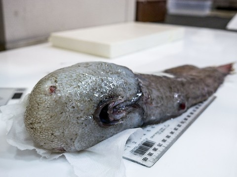 Australie: pêche fantastique dans les abysses