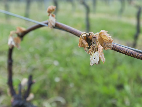 Berne va dédommager les paysans à hauteur de 50 millions