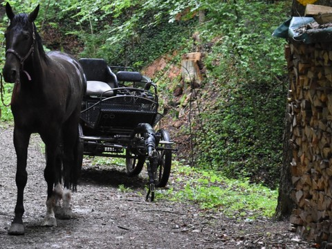 Un cocher et ses deux chevaux blessés dans un accident de calèche