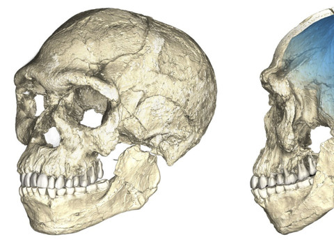 Notre espèce est 100'000 ans plus vieille qu'estimé jusqu'ici