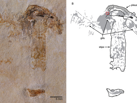 Découverte du plus ancien champignon, de l'époque des dinosaures