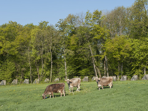 Le réchauffement, un nouveau défi pour les producteurs de lait