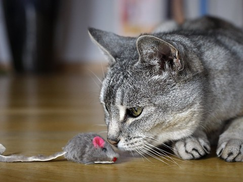 Comment le chat est devenu l'animal de compagnie numéro un