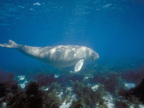 Les dugongs menacés de disparition par le braconnage (WWF)