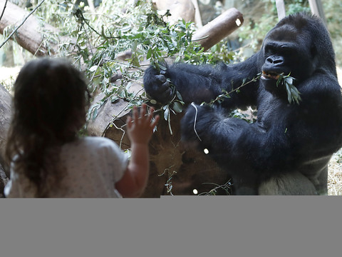 Le dos argenté du zoo de Zurich fête ses 40 ans