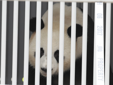 Deux pandas 