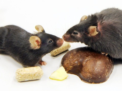 Pourquoi les souris flairent les microbes: une affaire d'évolution