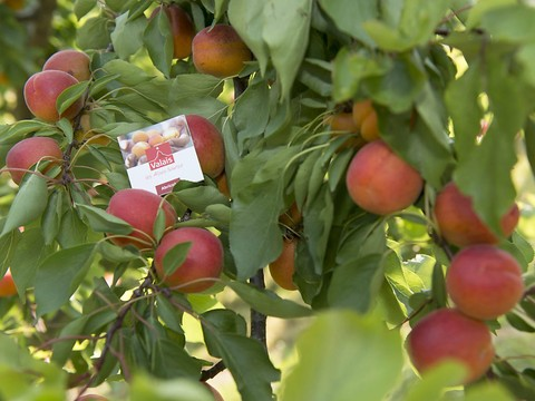 Production d'abricots amputée de moitié