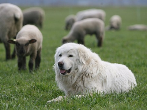 Berne apprend aux randonneurs à faire face aux chiens