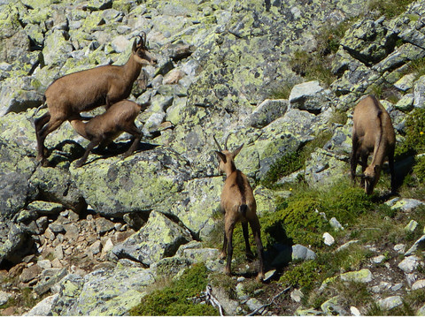 Réchauffement: Chamois, bouquetins et cerfs migrent en altitude