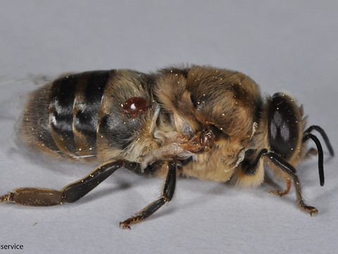 Une abeille sur cinq n'a pas passé l'hiver
