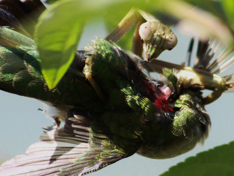Les mantes religieuses dévorent aussi des oiseaux, selon une étude