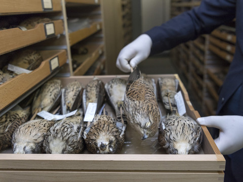 Deux collectionneurs avouent des vols de plumes dans des musées