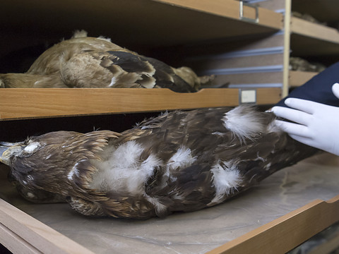 Voleurs de plumes de rapaces condamnés à Bâle: principal accusé en prison