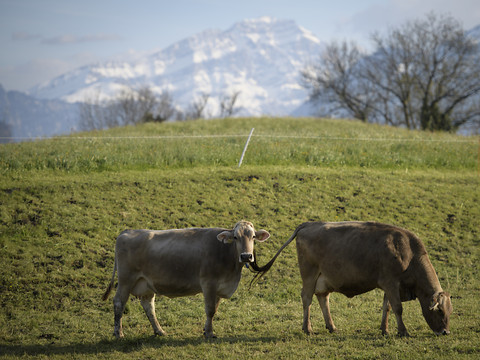 Le nouvel article constitutionnel sur l'agriculture est nécessaire