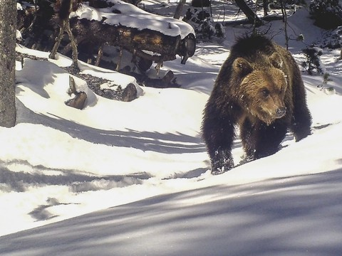 Un ours tue deux moutons en Basse-Engadine