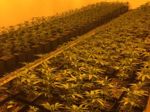 Saisie de 100 kg de marijuana dans le canton de Zurich
