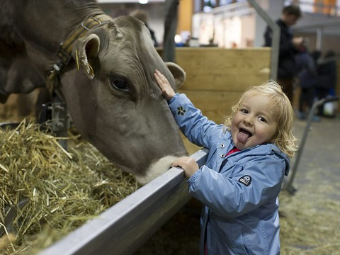 Comment la vie à la ferme protège de l'asthme