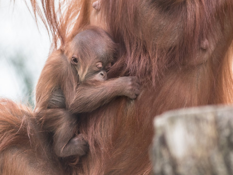 Chute alarmante de la population d'orangs-outangs de Bornéo