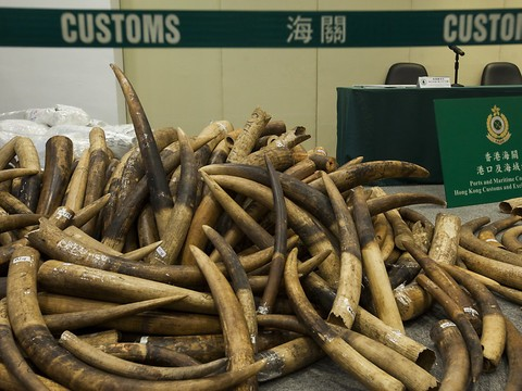 Près de trois tonnes d'ivoire confisquées au Vietnam