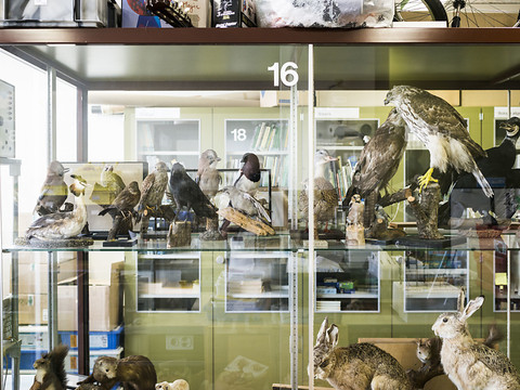 Les animaux empaillés expulsés des écoles de Winterthour (ZH)