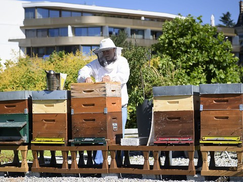 Les ruches fleurissent sur les toits et les terrasses de Lausanne