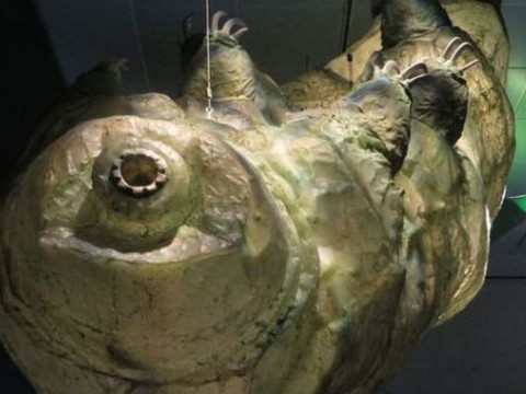 Le tardigrade, un superchampion qui n'a rien à craindre