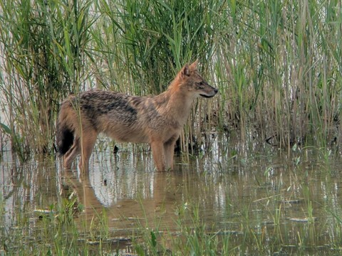 Chacal doré observé dans le canton de St-Gall