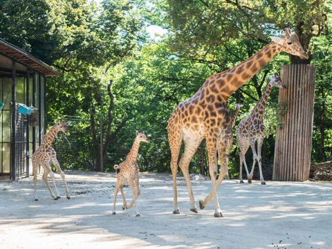 Le girafon Osei a vu le jour vendredi dernier au zoo de Bâle