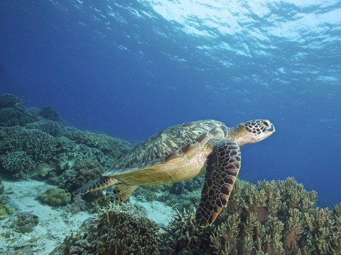 Les tortues vertes frappées d'un mal mystérieux
