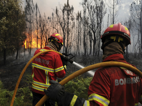Le Portugal s'attaque aux eucalyptus après les incendies meurtriers