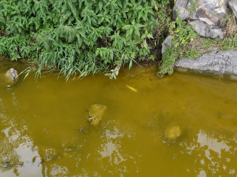 Plusieurs milliers de poissons morts dans un ruisseau à Ruswil