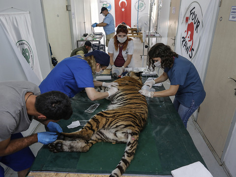 Des animaux d'un zoo d'Alep évacués en Turquie