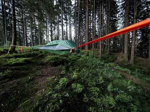 Une fille de 12 ans tuée par la chute d'un arbre près d'Interlaken