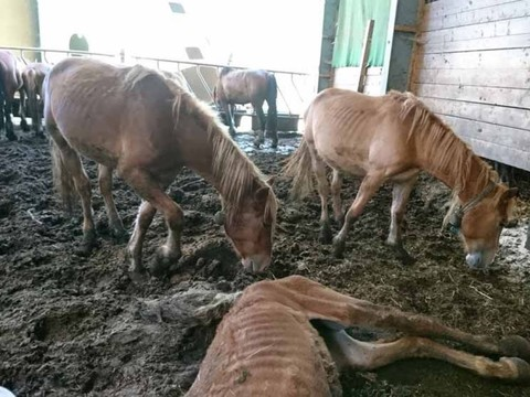 Des chevaux meurent de faim chez un éleveur déjà condamné