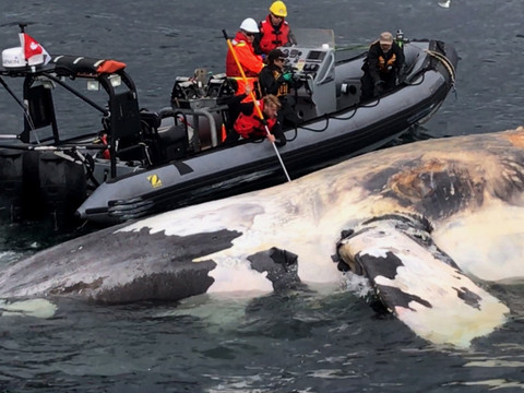 Le Canada cherche à sauver les baleines franches
