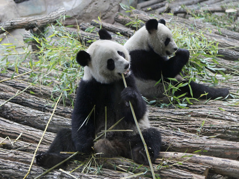 Naissance de deux pandas en France, l'un des petits meurt