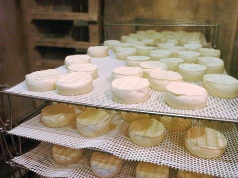 Des salmonelles dans la 