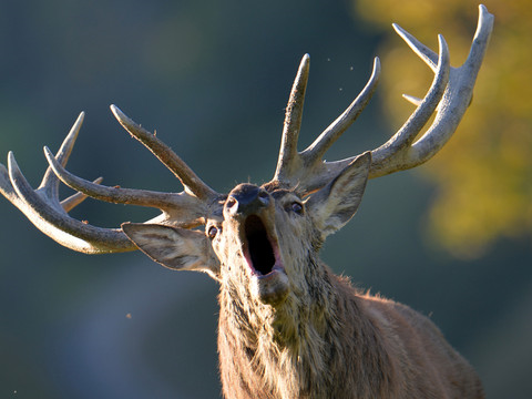 Des vandales mettent en liberté 60 cerfs d'élevage