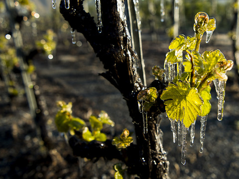 Le Valais pourra couper son vin AOC avec d'autres vins suisses