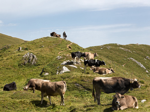 Des bêtes de l'éleveur accusé de maltraitance dans les Grisons