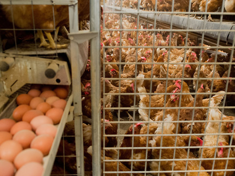 Perquisitions en Belgique et aux Pays-Bas à propos du fipronil